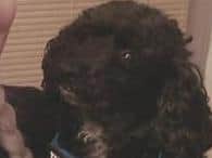 Four-year-old toy poodle Lucy.