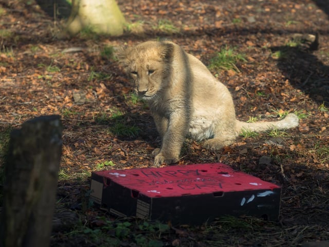The three lion cubs -  Mitaali, Keshari and Kushanu - were born in August 2019. Picture: RZSS/Sian Addison