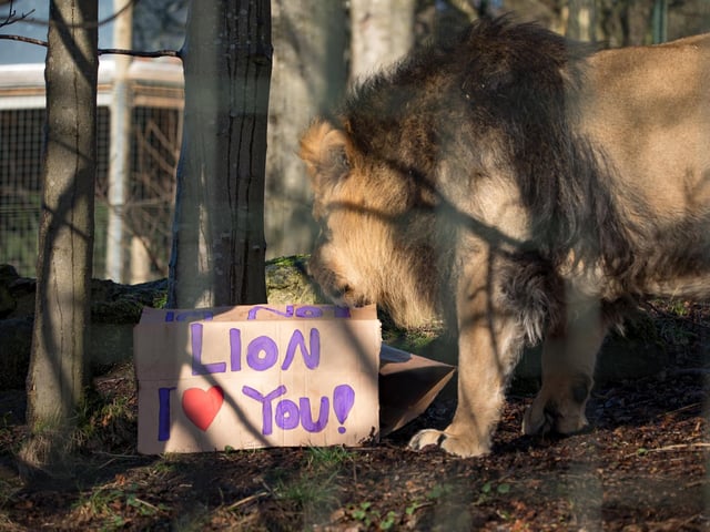 Keepers helped the Asiatic lion cubs wish their parents Roberta and Jayendra celebrate the romantic holiday. Picture: RZSS/Sian Addison